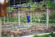 680224 วันบวร ชาวชุมชนสีแดง และ นร.ม.1 ปลูกหัวไชเท้า 19.jpg
