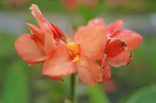 680424 ดอกพุทธรักษาในสวนครอบครัวน่ารัก 369.JPG