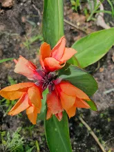 ส้มอุบล Ubon Orange 7.jpg