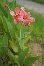 680424 ดอกพุทธรักษาในสวนครอบครัวน่ารัก 424.JPG