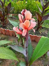680424 ดอกพุทธรักษาในสวนครอบครัวน่ารัก 479.jpg