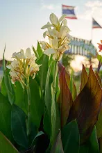 ขาวธรรมดา Tropical white 7.jpg