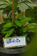 680322 ตลาดนัดวิชาการ สส.ธ. 239.jpeg