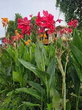 แดงดั้งเดิม Tropical red 9.jpg