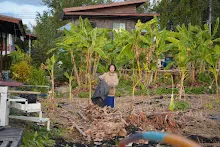 680110 สมุนพระราม ทำ 5 ส ปลูกต้นองุ่น ปรับปรุงแปลงดอกไม้ 11.jpg