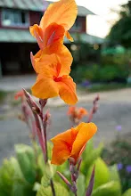 680424 ดอกพุทธรักษาในสวนครอบครัวน่ารัก 181.jpeg