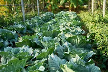 680120 สสธ.ม.4 ชาวชุมชน ถางหญ้า ทำแปลงสวนทำกิน 32.jpg