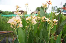 680424 ดอกพุทธรักษาในสวนครอบครัวน่ารัก 381.JPG