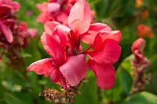 สวนน่ารักใหญ่ Large Crimson Beauty 14.jpg