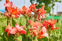 680424 ดอกพุทธรักษาในสวนครอบครัวน่ารัก 82.jpg