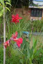 แดงดั้งเดิม Tropical red 2.JPG