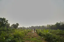680303 วันบวร เก็บมะเขือ ที่สวนลานกราบ นร.ม.3 ม.ปลาย ชาวชุมชน 16.jpg