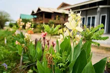 ขาวธรรมดา Tropical white 4.jpg