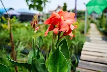 680313 ดอกพุทธรักษาที่หน้าป้ายสวนครอบครัวน่ารัก 24.jpg