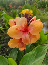 ส้มอุบล Ubon Orange 12.jpg
