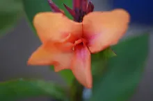 ส้มอุบล Ubon Orange 16.JPG