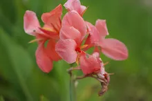 680424 ดอกพุทธรักษาในสวนครอบครัวน่ารัก 423.JPG