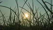 สื่อธรรมะพ่อครู(โพธิปักขิยธรรม 37) ตอน อ่านอาการกิเลสได้อย่างไร.mp4