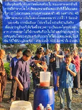 680209 เดินตามรอยโพธิสัตว์ งานพุทธาฯปฐมอโศก ต้นทองหลาง สังเคราะห์แสง 31.jpeg