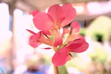 ชมพูเบิกบาน Happy pink 9.jpeg