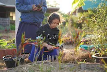 680110 สมุนพระราม ทำ 5 ส ปลูกต้นองุ่น ปรับปรุงแปลงดอกไม้ 82.jpg