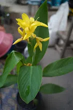เหลืองธรรมดา Tropical yellow 17.JPG