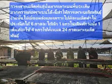 680210 ประชุมการศึกษาบุญนิยม ที่เนินพอกิน งานพุทธา 31.jpeg