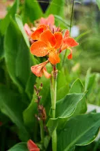 680313 ดอกพุทธรักษาที่หน้าป้ายสวนครอบครัวน่ารัก 9.jpg