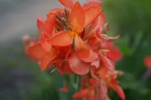 คลีโอพัตรา ส้ม Cleopatra orange 13.JPG