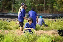 680303 วันบวร เก็บมะเขือ ที่สวนลานกราบ นร.ม.3 ม.ปลาย ชาวชุมชน 28.jpg