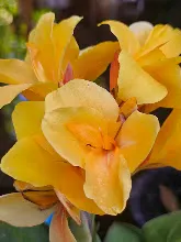 เหลืองอุบล Ubon Yellow 21.jpg