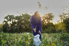 680204 สสธ.ชาวชุมชน สีเหลืองสีแดง เก็บถั่วพุ่มนาลานกราบ 45.jpg