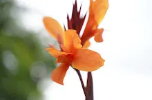 680424 ดอกพุทธรักษาในสวนครอบครัวน่ารัก 379.JPG