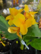 เหลืองอุบล Ubon Yellow 15.jpg