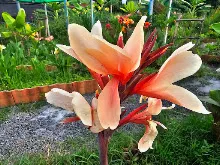 เมลินดา Melinda 13.jpg