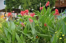 แดงดั้งเดิม Tropical red 6.JPG