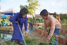 680110 สมุนพระราม ทำ 5 ส ปลูกต้นองุ่น ปรับปรุงแปลงดอกไม้ 77.jpg