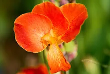 ส้มพันช์ Orange punch 11.jpg