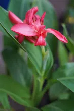 680424 ดอกพุทธรักษาในสวนครอบครัวน่ารัก 358.JPG