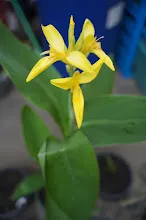 เหลืองธรรมดา Tropical yellow 12.JPG