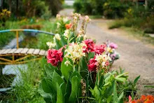 680424 ดอกพุทธรักษาในสวนครอบครัวน่ารัก 62.jpg