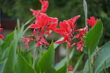 แดงดั้งเดิม Tropical red 3.JPG
