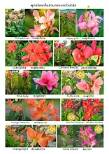 ภาพหมู่ พุทธรักษาสายพันธุ์ต่างๆในสวนครอบครัวน่ารัก.pdf