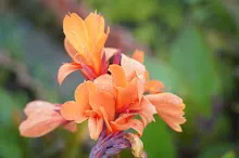 680424 ดอกพุทธรักษาในสวนครอบครัวน่ารัก 342.JPG