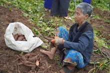 680623  เด็กสมุนพระรามร่วมทำงานขุดมันเทศ ในวันนบวร 46.jpeg