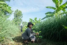 680603 รวมพลังปลูกแฝก และทองหลาง วันเฉลิมพระชนมพรรษา สมเด็จพระนางเจ้าสุทิดา 6.jpeg