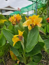 เหลืองอุบล Ubon Yellow 12.jpg