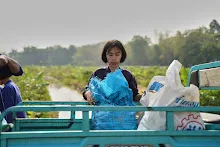 680303 วันบวร เก็บมะเขือ ที่สวนลานกราบ นร.ม.3 ม.ปลาย ชาวชุมชน 56.jpg