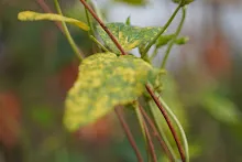 A7C09031.JPG