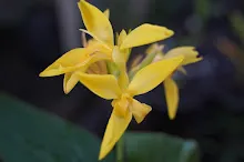 เหลืองธรรมดา Tropical yellow 15.JPG